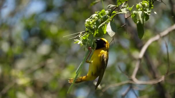 자세하게 Masked Weaver 프로필 닫습니다 나뭇가지에 거꾸로 매달려 아래를 그리고 — 비디오