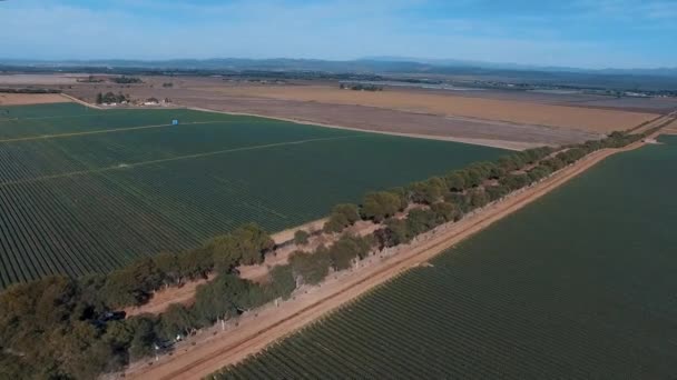 Aardbeienvelden Bij Gemeente Baja California San Quintin — Stockvideo