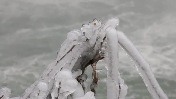 Прекрасно Виглядає Заморожена Рослина Перед Холодною Річкою Взимку Рослини Засвітилися — стокове відео