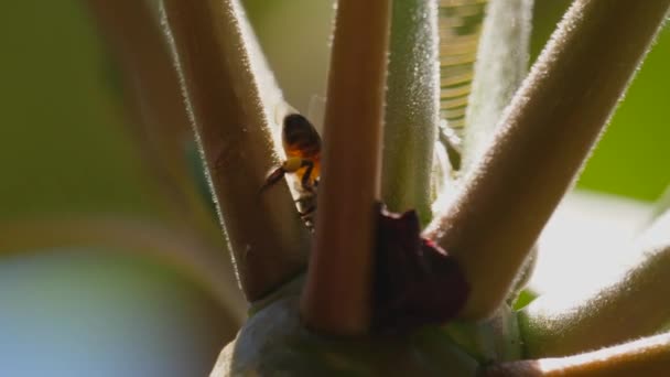 Abeja Amarilla Explorando Arbusto Plena Floración — Vídeos de Stock