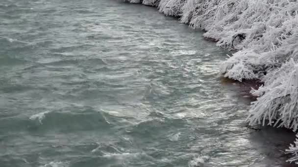 Прекрасно Виглядають Заморожені Рослини Біля Холодної Річки Взимку Рослини Засвітилися — стокове відео