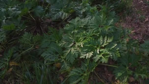 Madeira Giant Black Parsley Melanoselinum Decipiens Plant Vicente Madeira Island — Stok Video