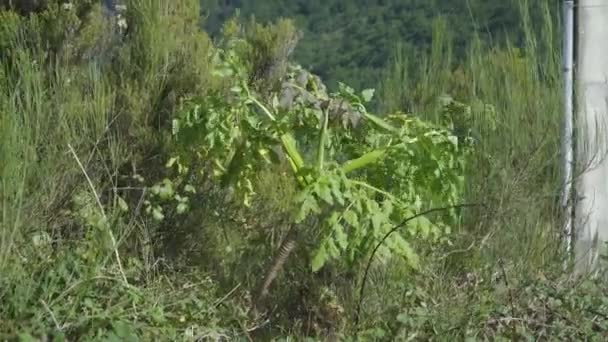 葡萄牙马德拉岛So Vicente的Melanoselinum Decipiens植物 马德拉大黑香菜 — 图库视频影像