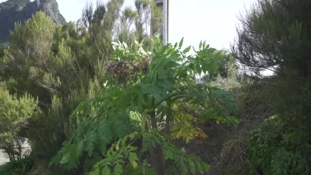 葡萄牙马德拉岛So Vicente的Melanoselinum Decipiens植物 马德拉大黑香菜 — 图库视频影像