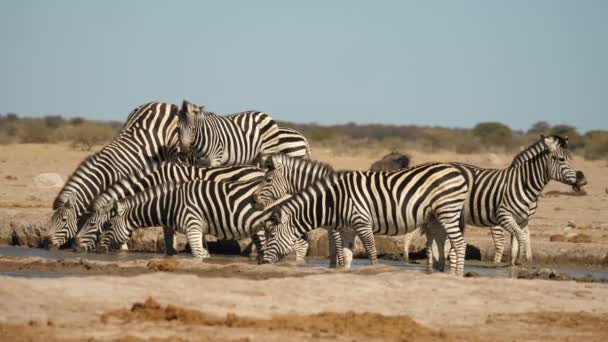 Schwenken Auf Eine Herde Zebras Durch Wasserloch Gemischt Mit Strauß — Stockvideo