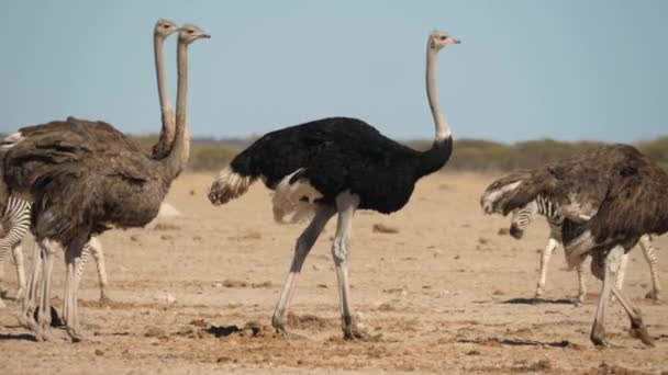 Slow Motion Group Ostriches Walking Muddy Feet — Stock Video