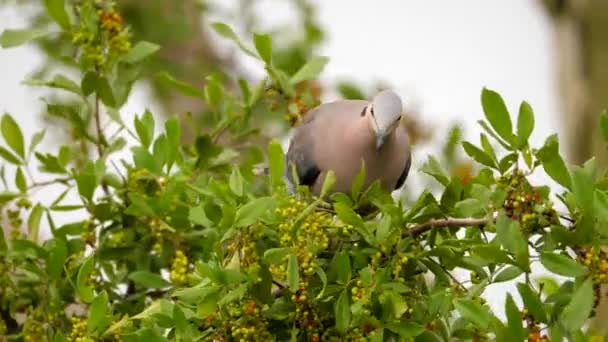 Close One Isolated Half Collared Dove Eating Ripe Berries Common — Stock Video