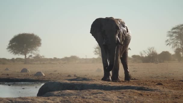 Muddy African Elephant Walks Get Drink Water — Stock Video