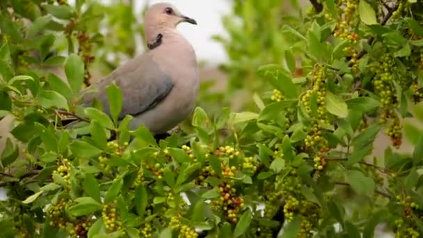 Searsia Pyroides Ağacındaki Cape Turtle Dove Profilini Kapatın Olgun Böğürtlen — Stok video