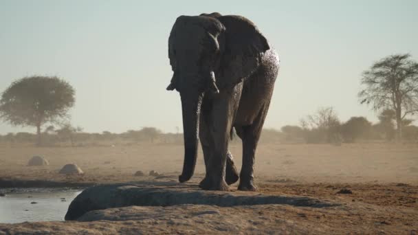 泥に覆われた大きなアフリカゾウの雄牛が水の穴に近づいて飲みます — ストック動画