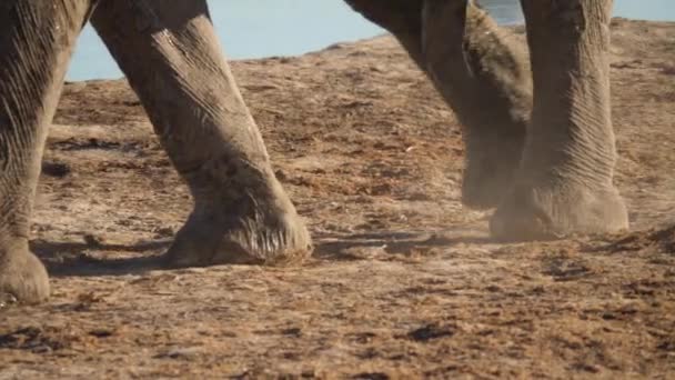 Rastreando Pies Elefante Mientras Caminan — Vídeos de Stock