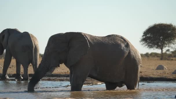 大象站在水孔里 缓慢地在背上喷水 — 图库视频影像