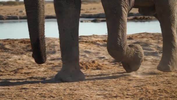 Closeup Pés Elefante Como Eles Encontram Com Chão — Vídeo de Stock