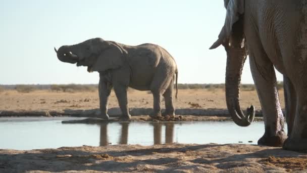 Wide Shot Elephants Water Hole Drinking — Stock Video