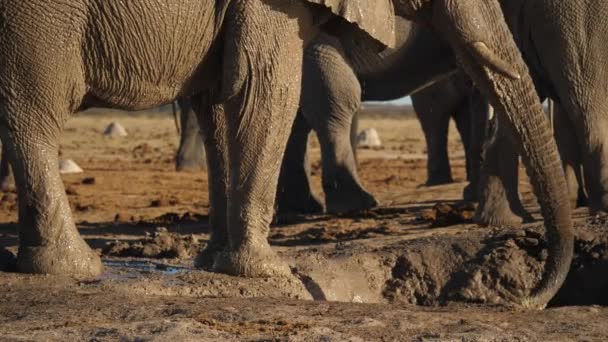 Elefante Che Usa Tronco Spruzzare Acqua Stesso — Video Stock