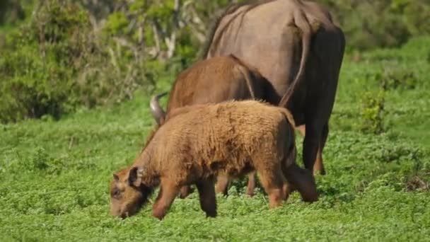バッファロー岬の子牛は群れから離れて 南アフリカのAddo Elephant Parkの芝生の平野を探索します — ストック動画