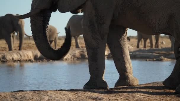 Närbild Afrikansk Elefant Som Använder Sin Koffert För Att Dricka — Stockvideo