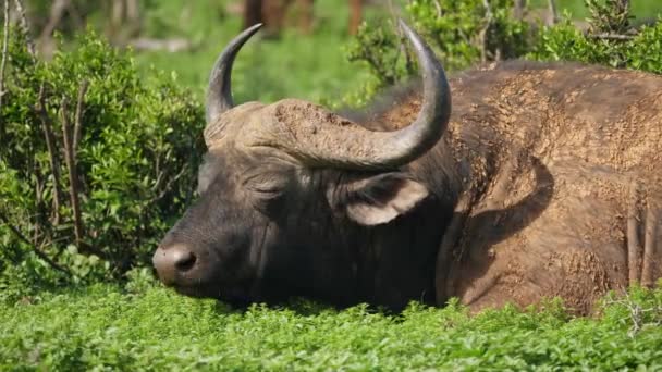 Bull Cape Buffalo Grazing Chewing Cud Whilst Basking Contentedly Hot — Stock Video