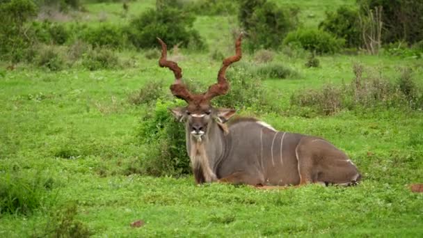 暗い泥だらけの角を持つ男大Kuduの周りに動的なカメラは Addo Elephant国立公園 南アフリカの緑豊かな芝生の上に眠っています — ストック動画