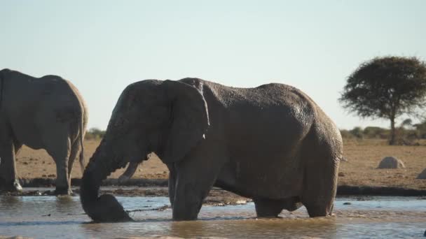 Дорослий Африканський Слон Купається Воді Бризкає Воду Спину Своїм Хоботом — стокове відео