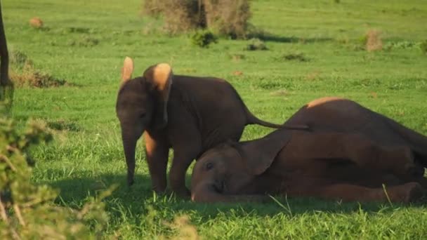 Câmera Câmera Lenta Envolve Bezerro Elefante Africano Atrevido Irritando Bezerro — Vídeo de Stock