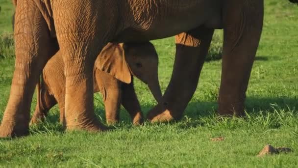 Cámara Cámara Lenta Mueve Alrededor Pequeño Elefante Africano Bebé Escondido — Vídeos de Stock