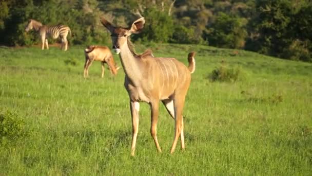 Auf Den Spuren Einer Kudu Weibchen Die Durch Eine Grasbewachsene — Stockvideo