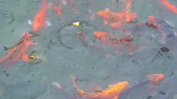 Куча Разноцветных Рыб Борется Специальную Еду Которую Бросают Туристы Воду — стоковое видео