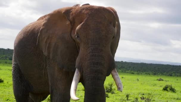 Elefante Toro Con Colmillo Roto Mira Cámara Orejas Aleteo Con — Vídeos de Stock