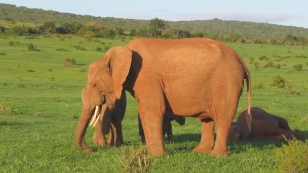 Kamera Lindar Runt Afrikanska Elefant Kalvar Spela Grönt Gräs Fält — Stockvideo