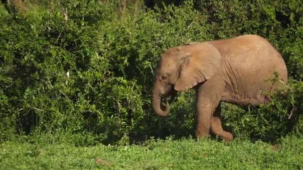 Mały Słoń Wyłania Się Krzaków Zbliża Się Dorosłych Nóg Słonia — Wideo stockowe