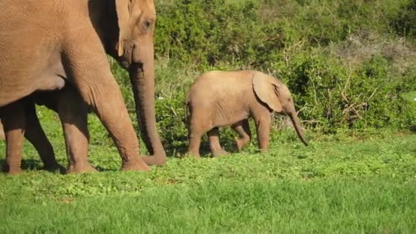 Bebé Elefante Camina Lejos Elefante Adulto Hacia Arbustos Verdes Panorámica — Vídeos de Stock