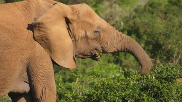 Samice Slon Krmení Přírodní Vegetace Africe Pomocí Kmene Extrémní Zblízka — Stock video
