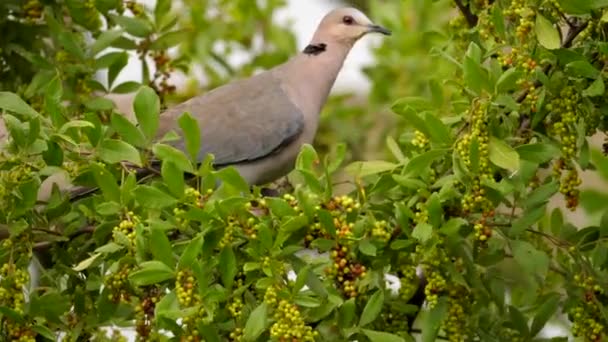 リングツリー上で鳩の餌首 果実を食べ続けるために次の枝に飛ぶ 閉じろ — ストック動画