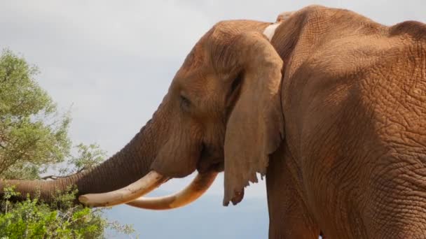 Énorme Taureau Éléphant Avec Grandes Défenses Des Oreilles Lambeaux Nourrit — Video