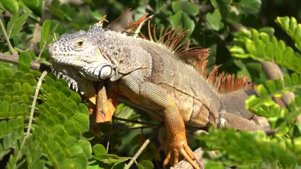 Grande Masculino Iguana Verde Tomando Banho Sol Galho Árvore Balançando — Vídeo de Stock