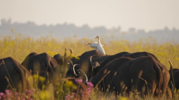 Bovinos Aves Egret Cima Adultos Bezerros Cape Buffalo Savana Pan — Vídeo de Stock