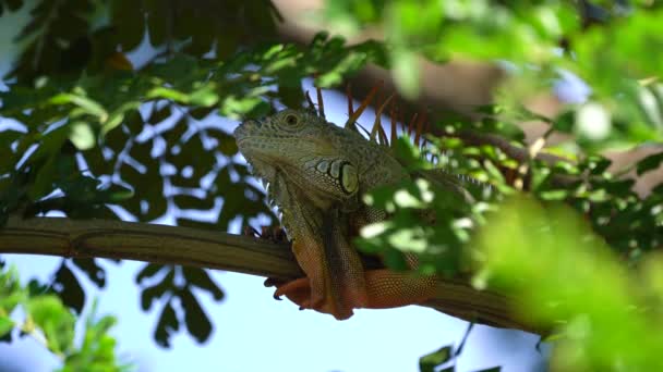 Primo Piano Grande Iguana Verde Maschile Che Muove Lungo Ramo — Video Stock