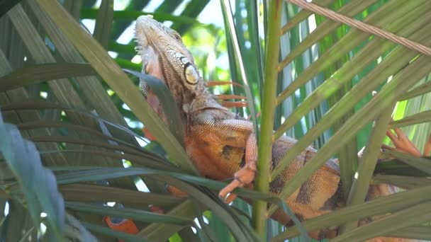 大きな男性緑イグアナ弓頭の上に座ってヤシの木 — ストック動画