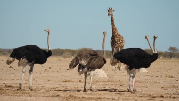 Avestruz Alto Jirafa Nxai Pan Botswana Pan Izquierda — Vídeo de stock