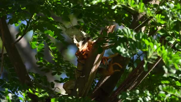 Grande Iguana Verde Macho Balançando Cabeça Sentada Galho Árvore Olhando — Vídeo de Stock