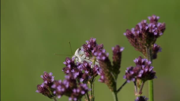 Pandangan Depan Brown Veined White Butterfly Pada Bunga Gulma Pompom — Stok Video