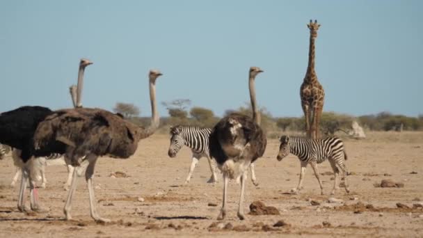 Line Zebra Walk Ostrich Flock Tall Giraffe Mirage Nxai Pan — Stock Video
