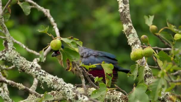 Fioletowy Ptak Czubaty Turaco Drzewie Figowym Upiększający Pióra Zbliżenie — Wideo stockowe