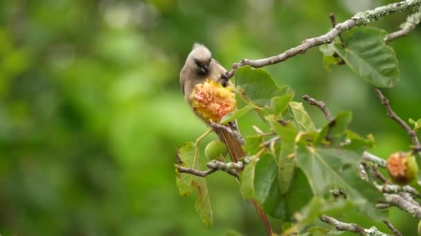 Alerta Mousebird Salpicado Comendo Frutas Ramo Árvore Close — Vídeo de Stock