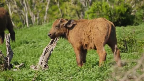 アフリカの赤ちゃんケープバッファロー草の牧草地に立って 唇をなめる Addo象の公園で周りを見回す スローモーション — ストック動画