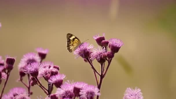 Close Brown Veined White Butterfly Bees Pink Pompom Weed Flowers — Stok Video
