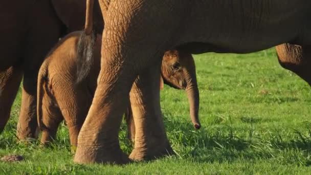 愛らしい赤ちゃんアフリカゾウは母親のおなかを滑らせますのトランクでAddo Elephant Park クローズアップ — ストック動画