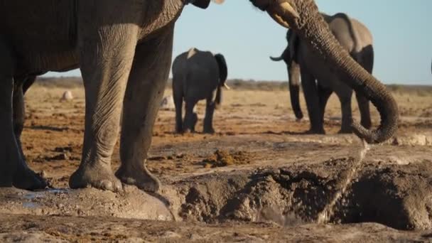 Slow Motion Close African Elephant Splashing Mud Bath Botswana — Stock Video