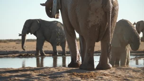 Africký Sloní Býk Přichází Druhé Straně Vodní Díry Suché Botswaně — Stock video